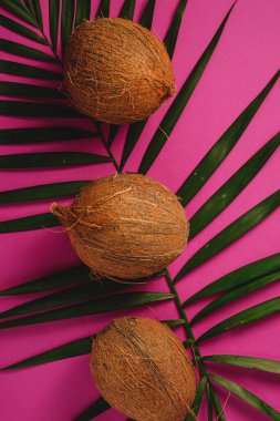 Canlı pembe arka plan üzerinde palmiye yaprakları olan üç hindistan cevizi meyvesi, tropik konsept, üst görünüm