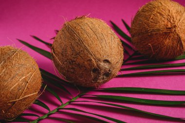 Canlı pembe arka plan üzerinde palmiye yaprakları olan üç hindistan cevizi meyvesi, tropikal konsept, makro açı görünümü