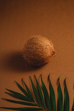 Canlı kahverengi arka plan üzerinde palmiye yaprakları olan tek hindistan cevizi meyvesi, tropik konsept, açı görünümü