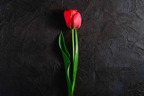 Single Red Tulip Flower Textured Black Background Top View Copy — Stock Photo, Image