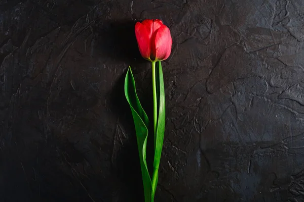 Tek kırmızı lale çiçeği dokulu siyah arkaplan, üst görünüm kopyalama alanı