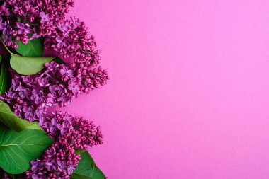 Mor arka planda yaprakları olan leylak çiçekleri, üst görünüm kopyalama alanı