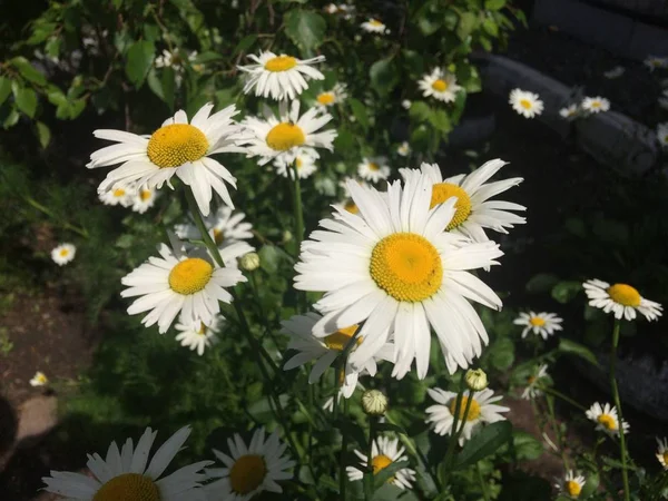 stock image Chamomile in the garden