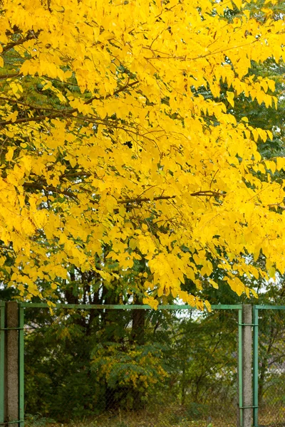 Texture automnale feuilles et fleurs d'automne jaune, rouge — Photo