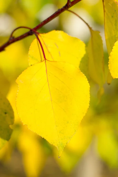 Texture automnale feuilles et fleurs d'automne jaune, rouge — Photo