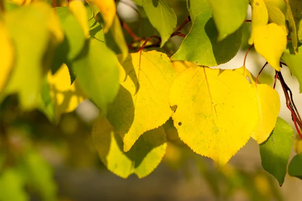 Texture automnale feuilles et fleurs d'automne jaune, rouge — Photo