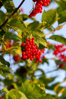 sonbahar doku sonbahar yaprak ve çiçek sarı, kırmızı, vibur