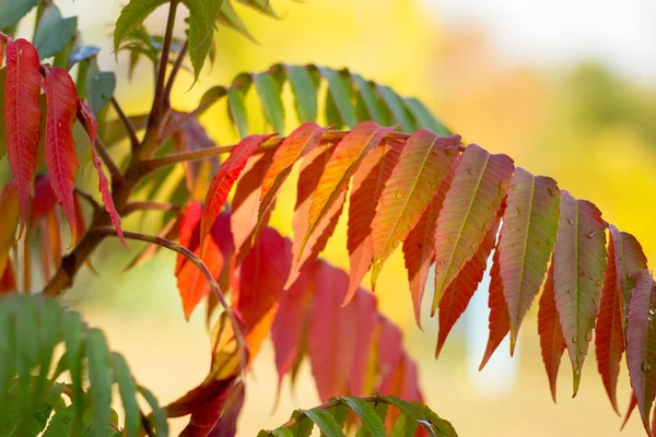 Textura outonal folhas de outono e flores de amarelo, vermelho — Fotografia de Stock