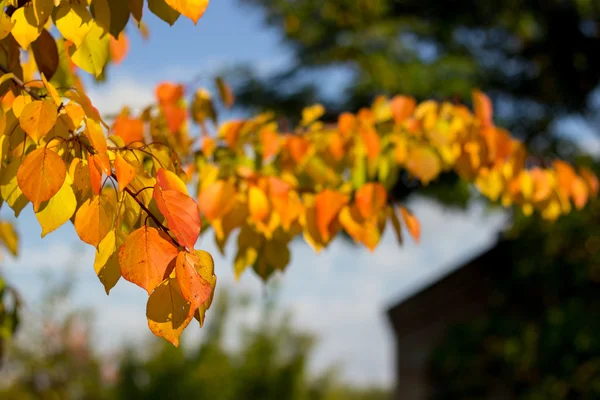 Texture automnale feuilles et fleurs d'automne jaune, rouge — Photo