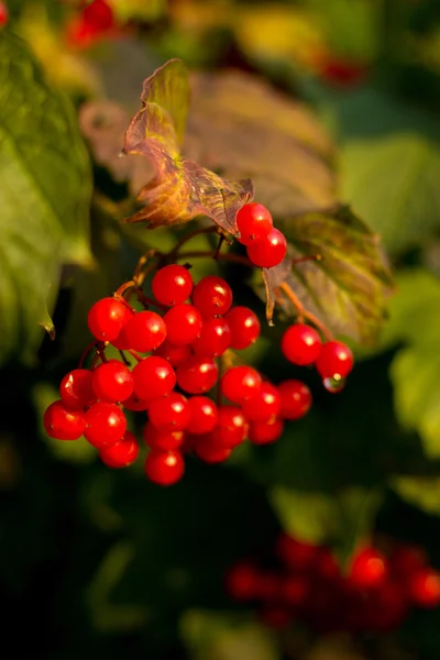 Herbstliche Textur Herbstblätter und Blüten von gelb, rot, vibur — Stockfoto
