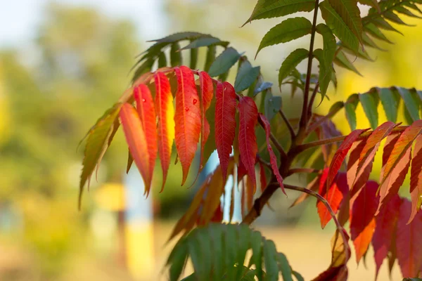 Textura otoñal hojas de otoño y flores de color amarillo, rojo — Foto de Stock