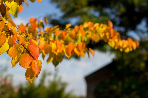 Texture automnale feuilles et fleurs d'automne jaune, rouge — Photo