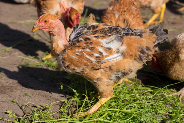 Red chickens with bare necks in the henhouse peck green grass Royalty Free Stock Images
