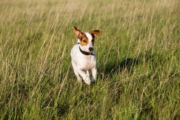 köpek doğurmak jack russel terrier Ava