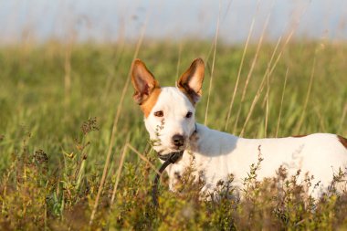 köpek doğurmak jack russel terrier Ava