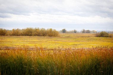 Sonbahar manzara. Büyülü sonbahar ağaçlar, sazlık, göl