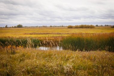 Sonbahar manzara. Büyülü sonbahar ağaçlar, sazlık, göl