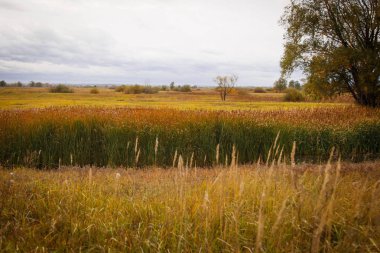 Sonbahar manzara. Büyülü sonbahar ağaçlar, sazlık, göl