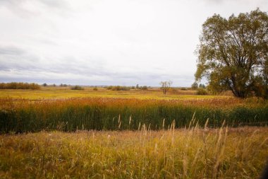 Sonbahar manzara. Büyülü sonbahar ağaçlar, sazlık, göl