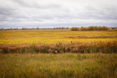 Sonbahar manzara. Büyülü sonbahar ağaçlar, sazlık, göl