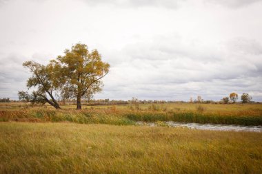 Sonbahar manzara. Büyülü sonbahar ağaçlar, sazlık, göl