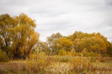 Sonbahar manzara. Büyülü sonbahar ağaçlar, sazlık, göl