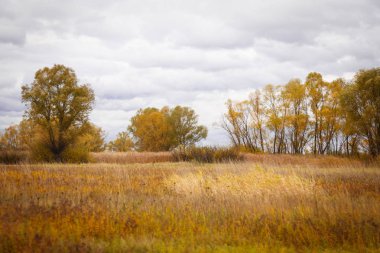 Sonbahar manzara. Büyülü sonbahar ağaçlar, sazlık, göl