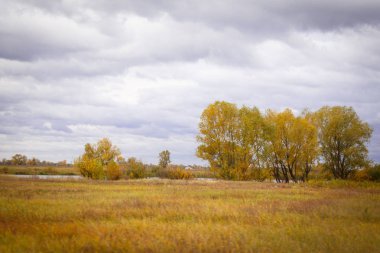 Sonbahar manzara. Büyülü sonbahar ağaçlar, sazlık, göl