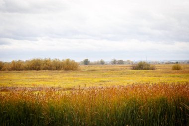 Sonbahar manzara. Büyülü sonbahar ağaçlar, sazlık, göl