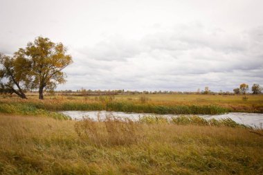 Sonbahar manzara. Büyülü sonbahar ağaçlar, sazlık, göl