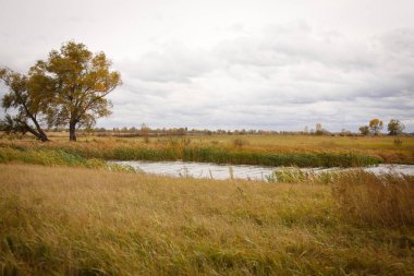Sonbahar manzara. Büyülü sonbahar ağaçlar, sazlık, göl