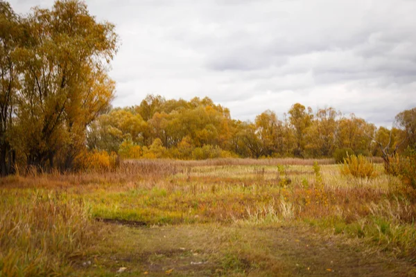 Осінній пейзаж. Чарівні осінні дерева, очерет, озеро — стокове фото