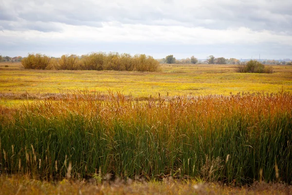 Sonbahar manzara. Büyülü sonbahar ağaçlar, sazlık, göl