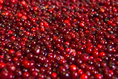 Kızılcık dokusuna