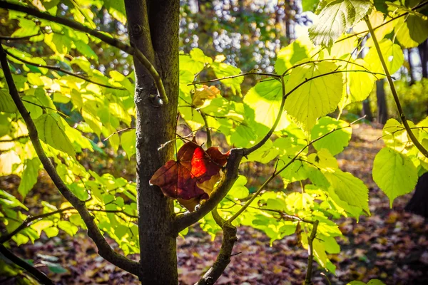 Zbliżenie liści klonu — Zdjęcie stockowe