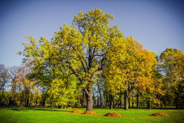 Meşe-ağacı Mikhailovsky Bahçe