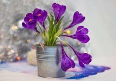 crocuses ans bokeh