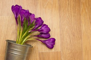 Mor çiğdemler yakın çekim