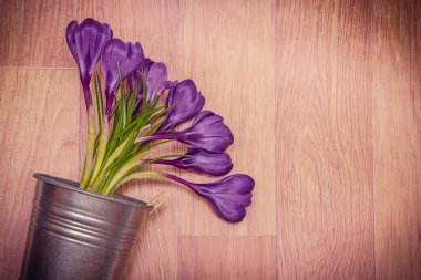 Mor çiğdemler pot yakın çekim