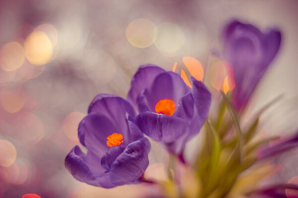фиолетовый крокус тонированный крупным планом
