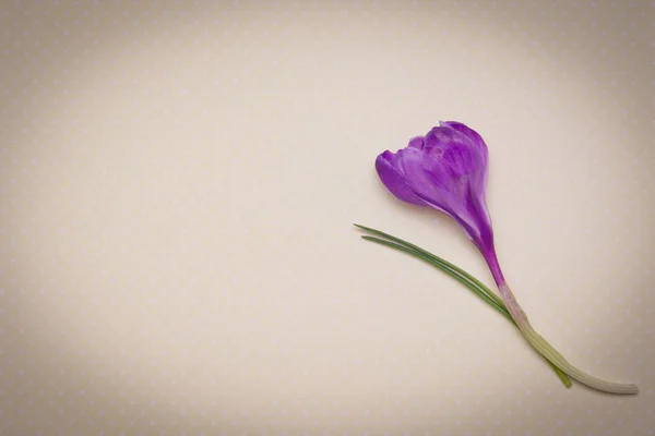 Crocus avec vignette — Photo