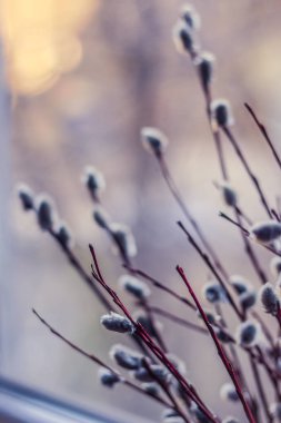 Çiçekli söğüt dalları yakın çekim