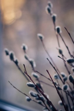 Çiçekli söğüt dalları yakın çekim