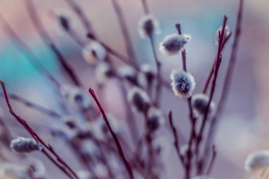 Çiçekli willow yakın çekim