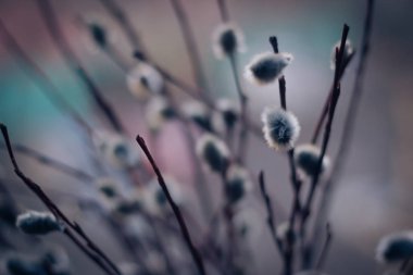 Çiçekli willow yakın çekim