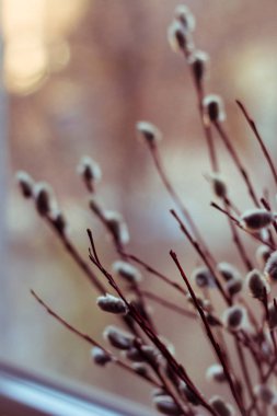 Söğüt dalları yakın çekim