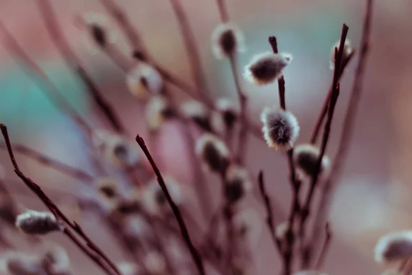 Willow close-up — Stockfoto