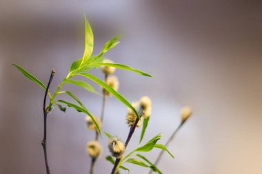 Söğüt dalları yakın çekim