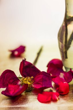 Pembe gül yaprakları yakın çekim