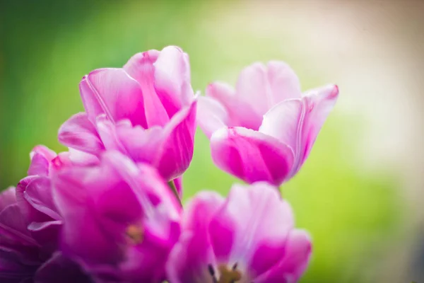Różowe tulipany zbliżenie — Zdjęcie stockowe